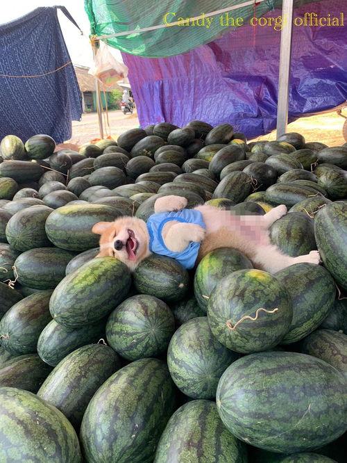 今日吃瓜图片大全,盘点全网热辣图片大全